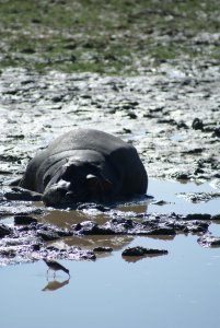 Hippopotame du Ngorongoro