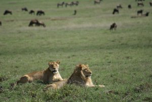 Lions du Ngorongoro