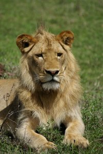 Lion du Ngorongoro