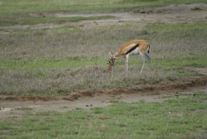 Naissance dans le Ngorongoro