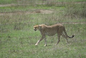 Guepard du Ngorongoro